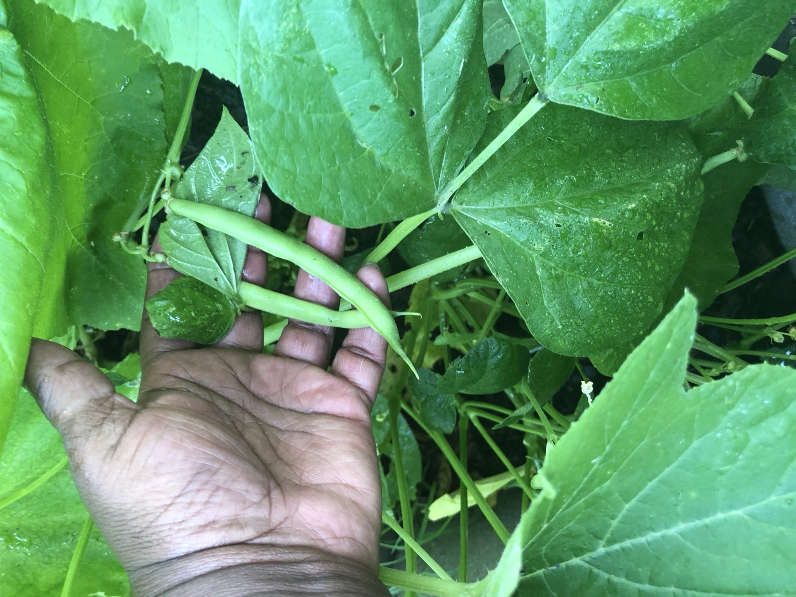Catering presentation