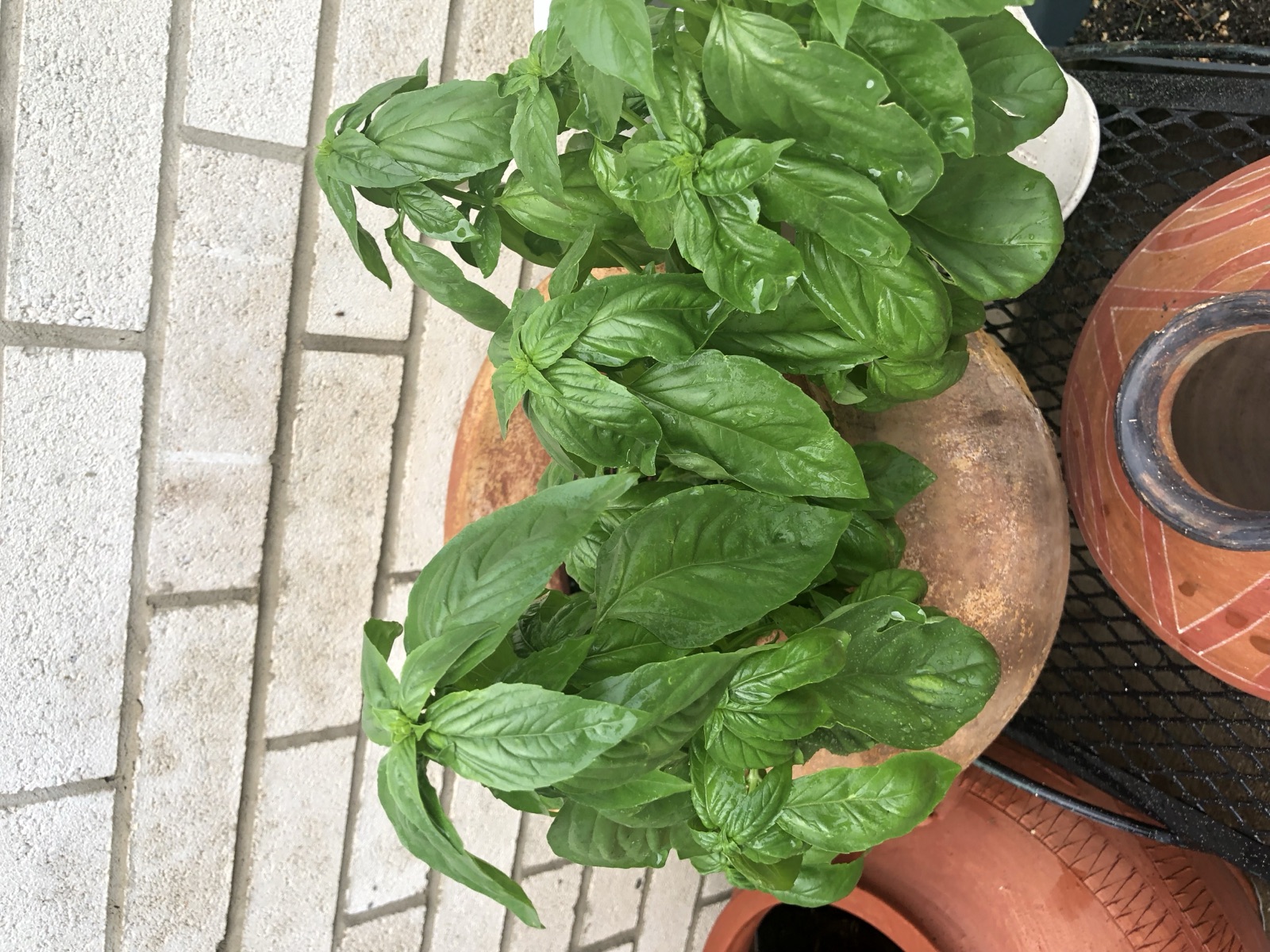 Fresh basil from the garden