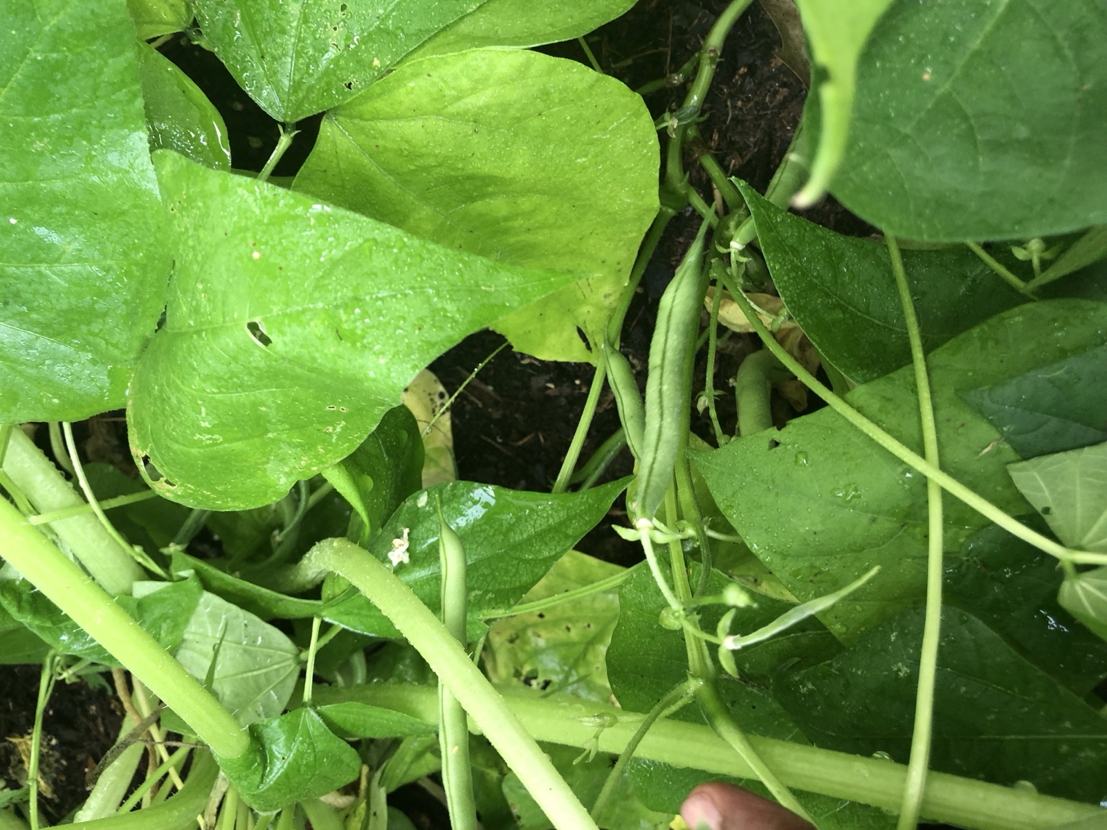 Catering presentation