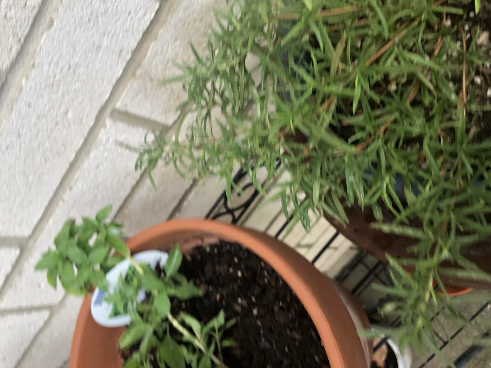 Catering presentation